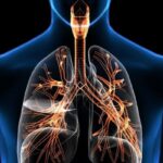 respiratory system
