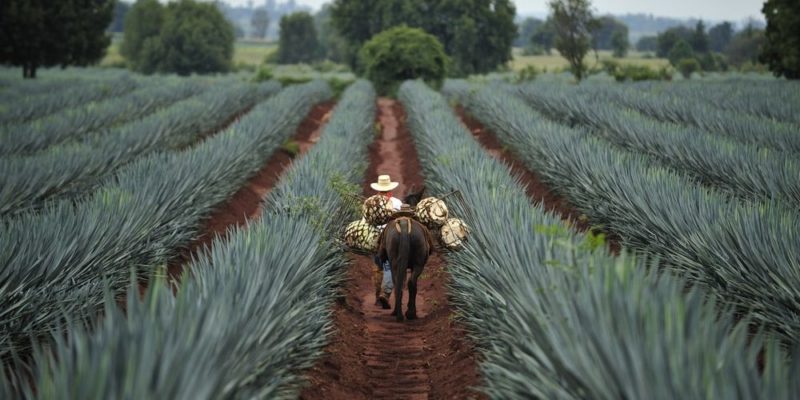 mexican culture blue agave tequila