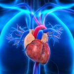 Major and minor circulation
