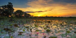 Swamp