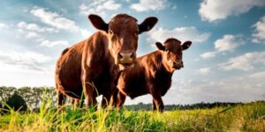 Cattle raising
