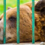 Animal Rights animal rights