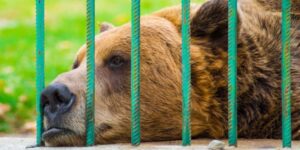 animal rights