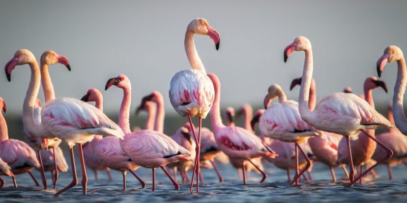 population biology