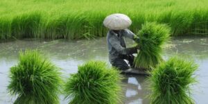 Asian production mode