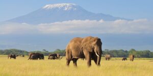 Africa