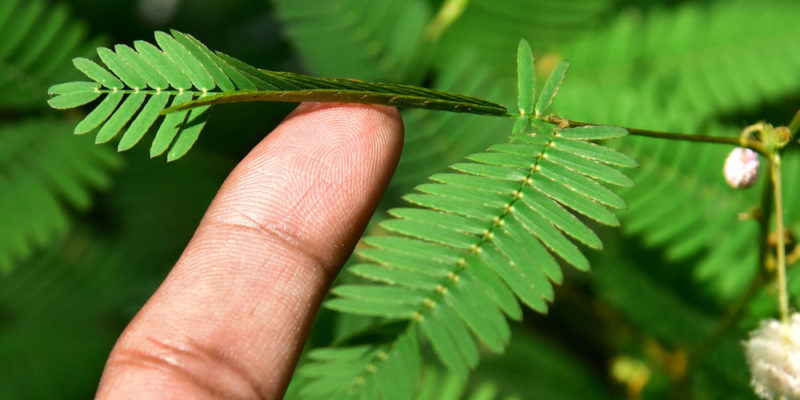 Irritability - mimosa plant