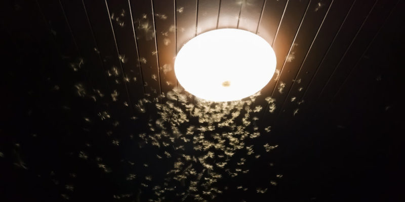 Irritability - insects - light