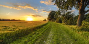 rural landscape