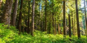 temperate forest