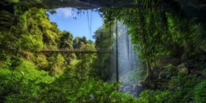 Tropical forest