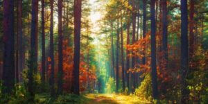 deciduous forest