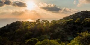 Mediterranean forest