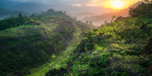 Rain forest