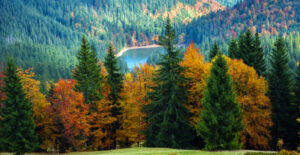 coniferous forest