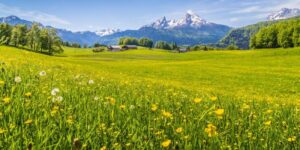 Meadow