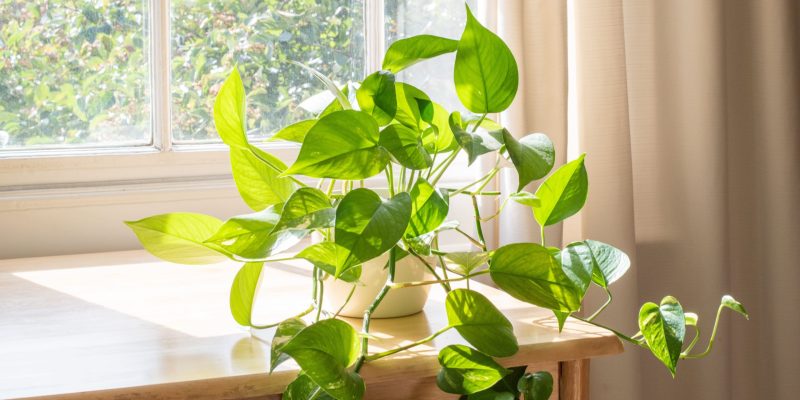 Plant receiving sunlight through a window