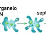 Binary fission
