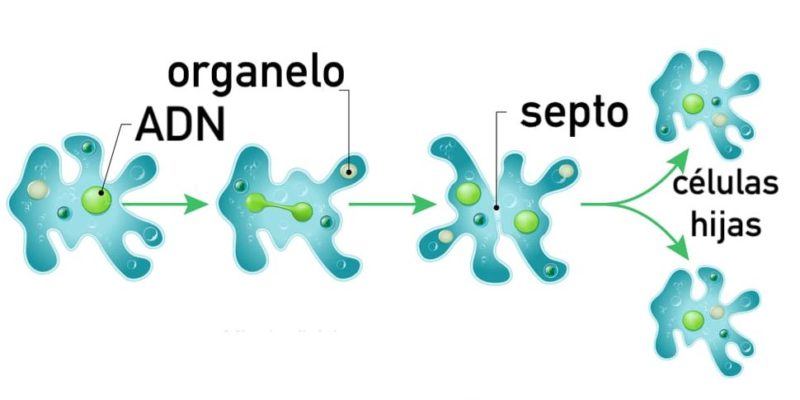 binary fission asexual reproduction amoeba