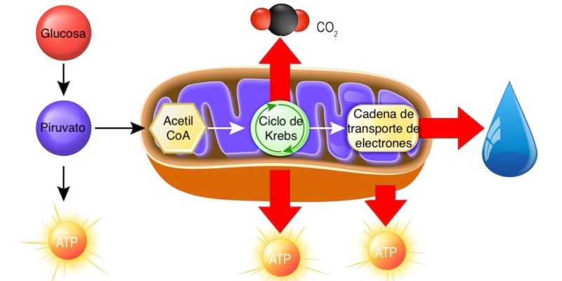 mitochondria cell catabolism