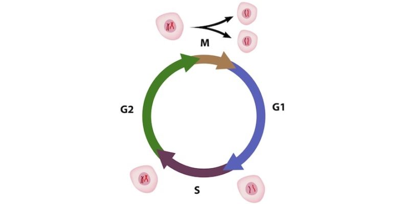 cell cycle-g1 g2 s mitosis meiosis