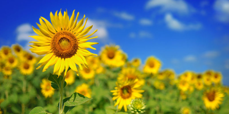 Irritability - sunflowers