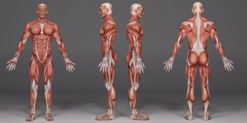 Muscular System