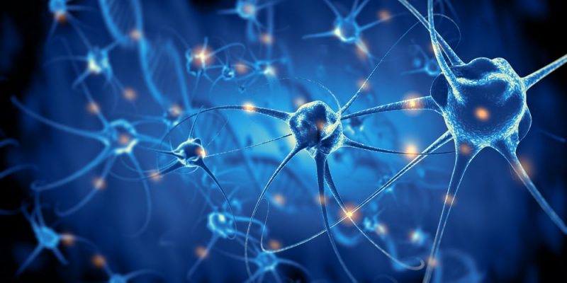 Neuron