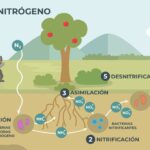 Nitrogen cycle
