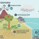 Phosphorus cycle
