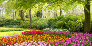 Plant kingdom (Plantae)