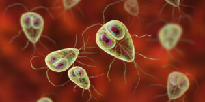 Protozoa
