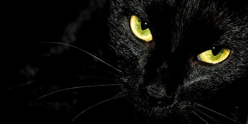 black cat superstitions