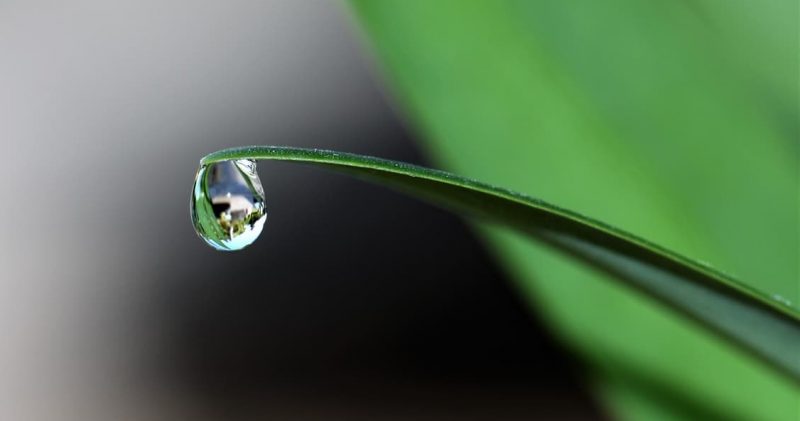 raindrop