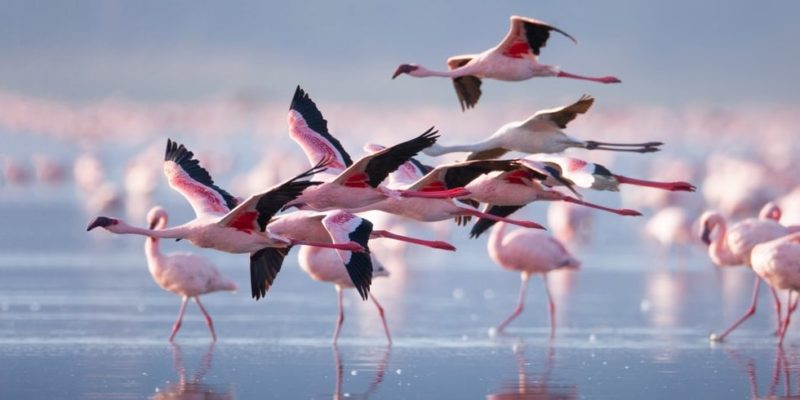 flamingo flying animals