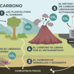 carbon cycle
