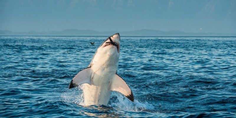 carnivorous animals great white shark