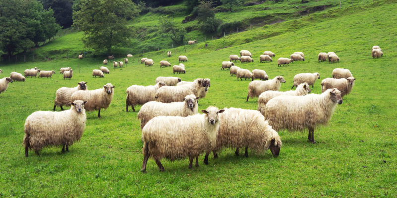 Domestic animals - sheep