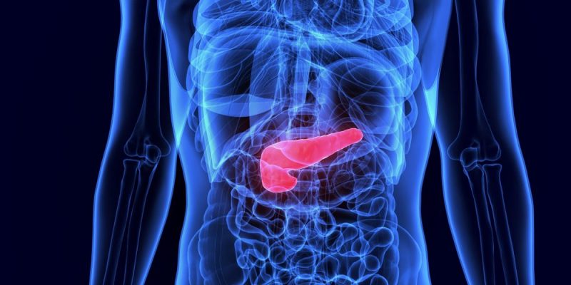 endocrine system