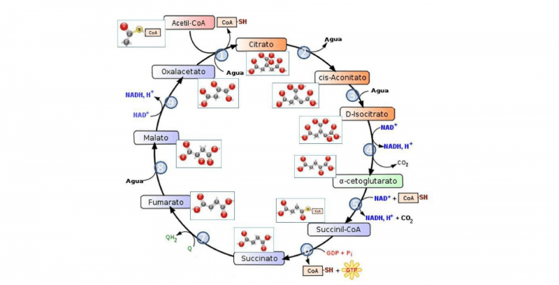 Krebs cycle