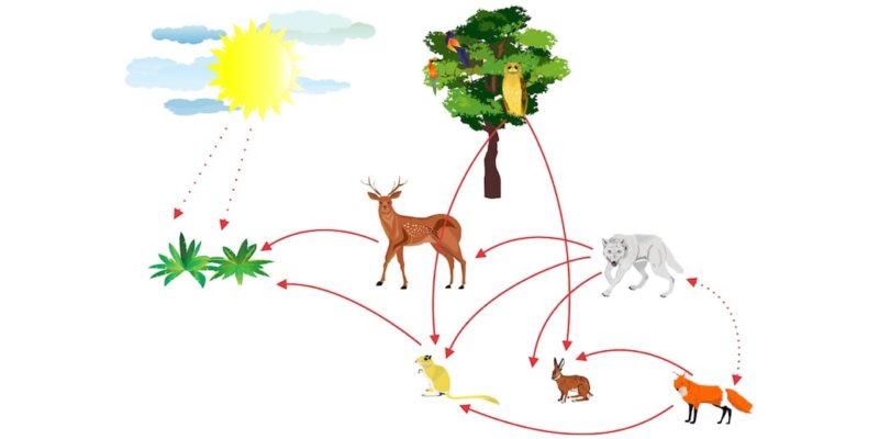 food trophic chain-ecosystem