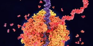 genetic code
