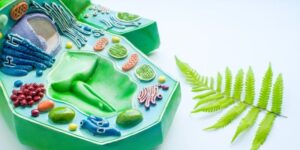 plant cell