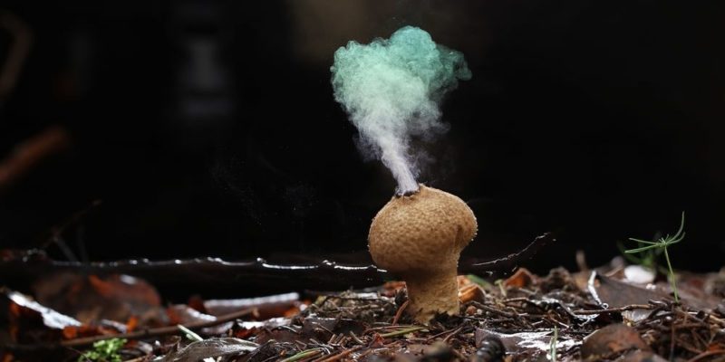 reproduction of fungi fungi
