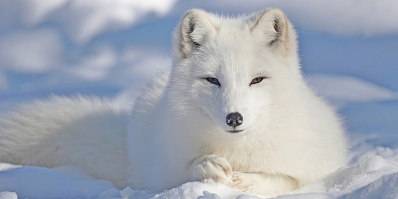 A white fox adapts to its snowy environment.