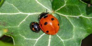 Relative