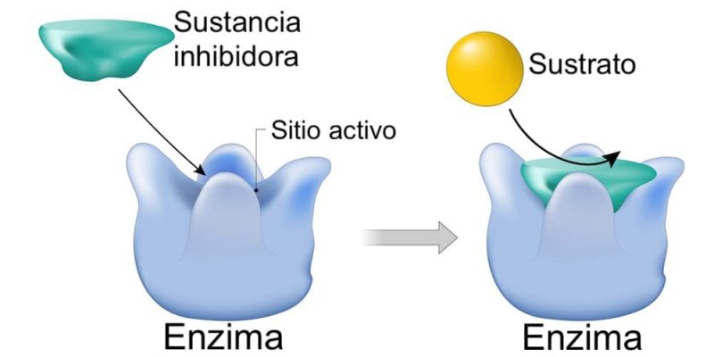 biochemical inhibition of enzymes