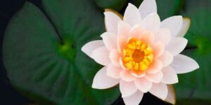 lotus flower