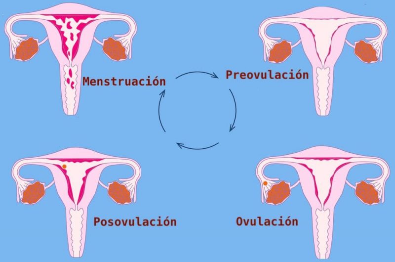 menstrual cycle reproduction