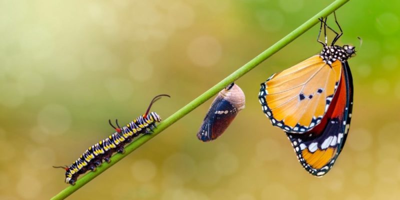 butterfly life cycle